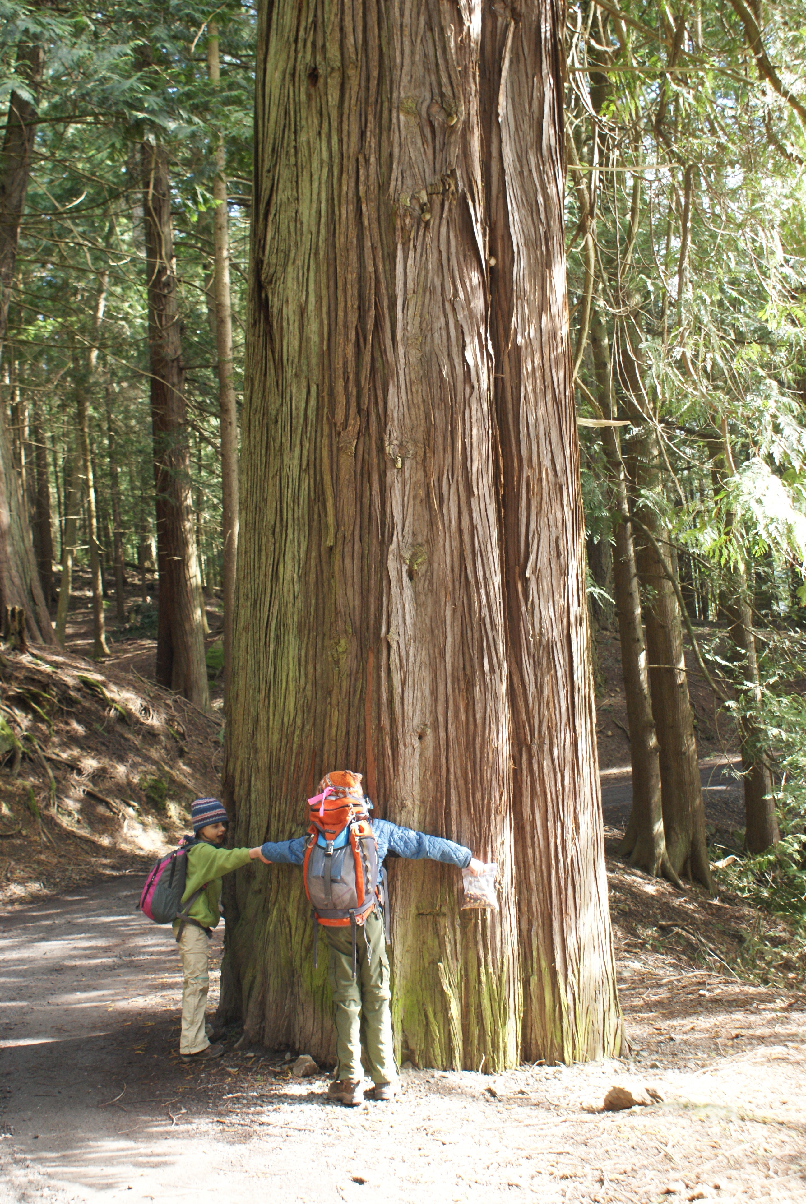 Moran State park, Cedar, Old Growth, Hiking with Children