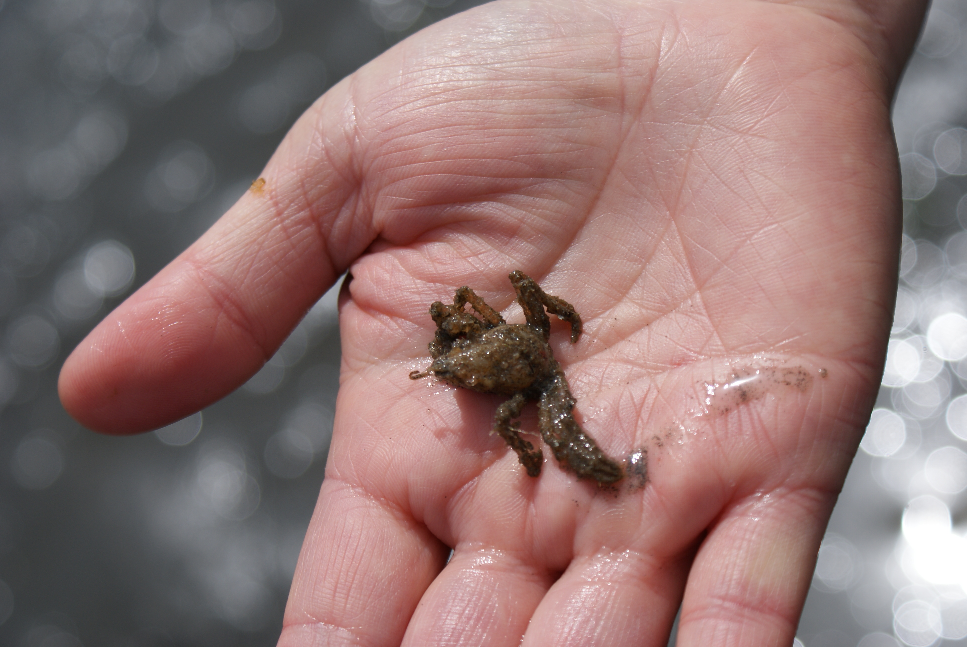 decorator crab edmonds beach kids nature low tide