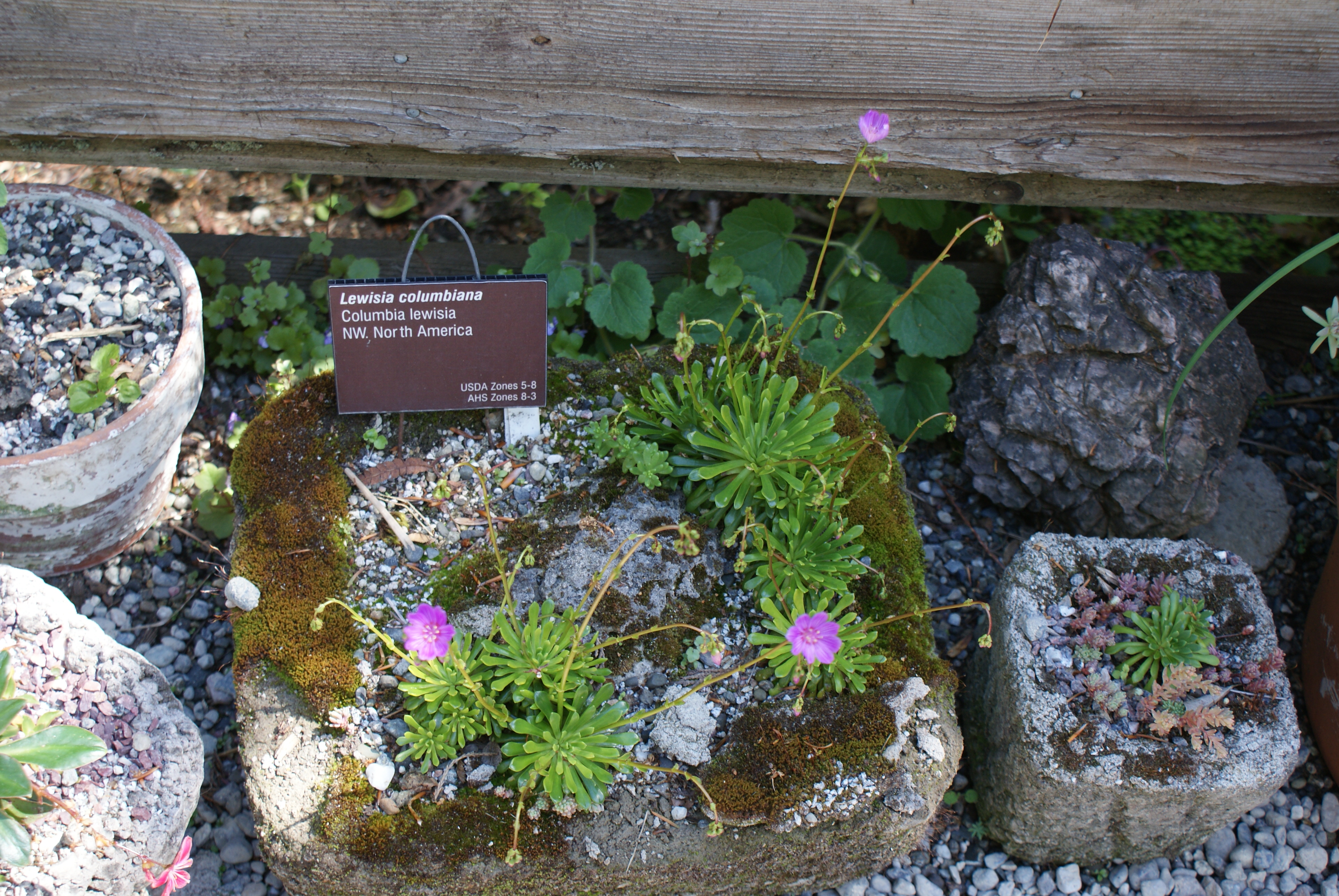 kruckeberg botanic garden kids nature plants native gardening