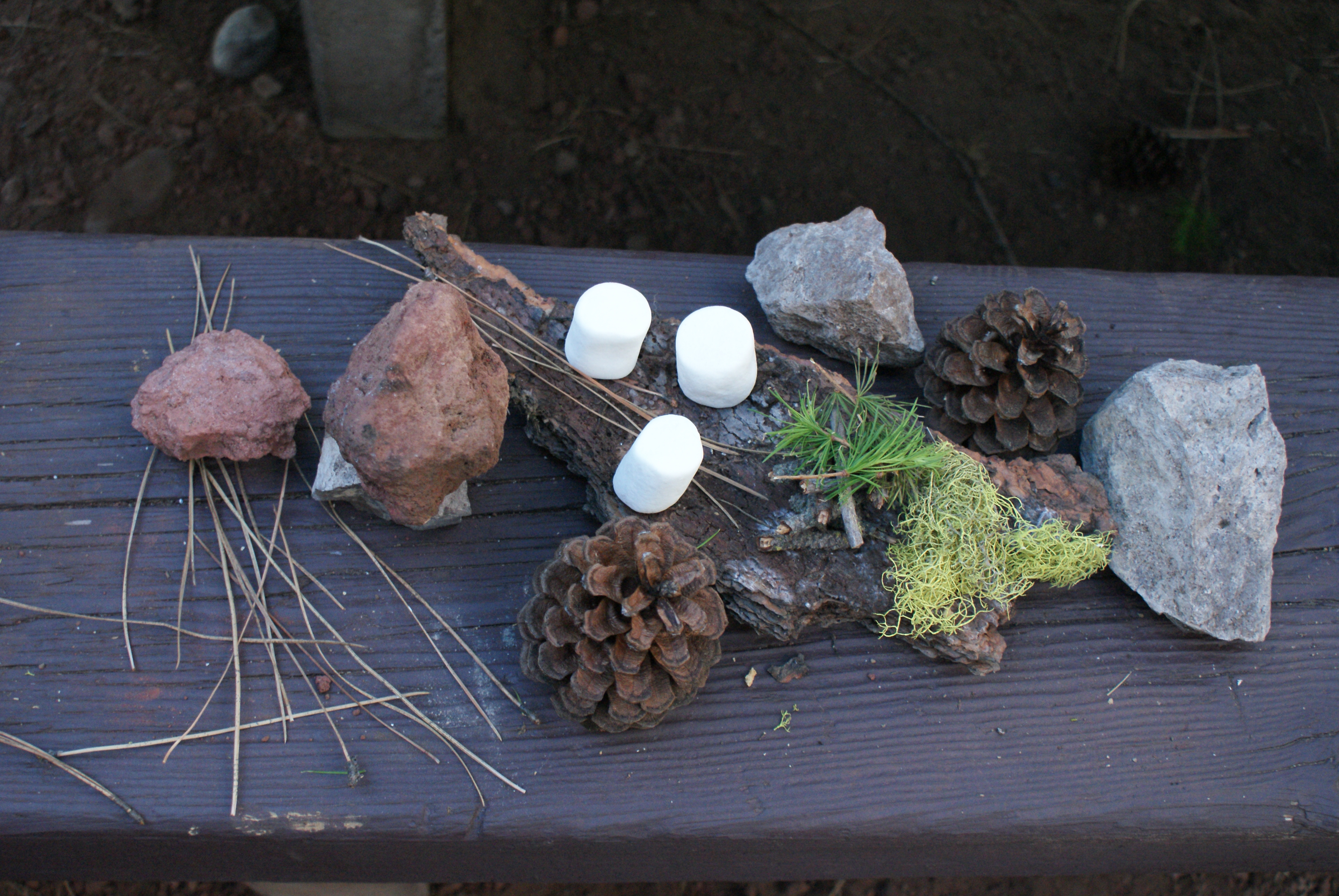 pine cones, kids in nature