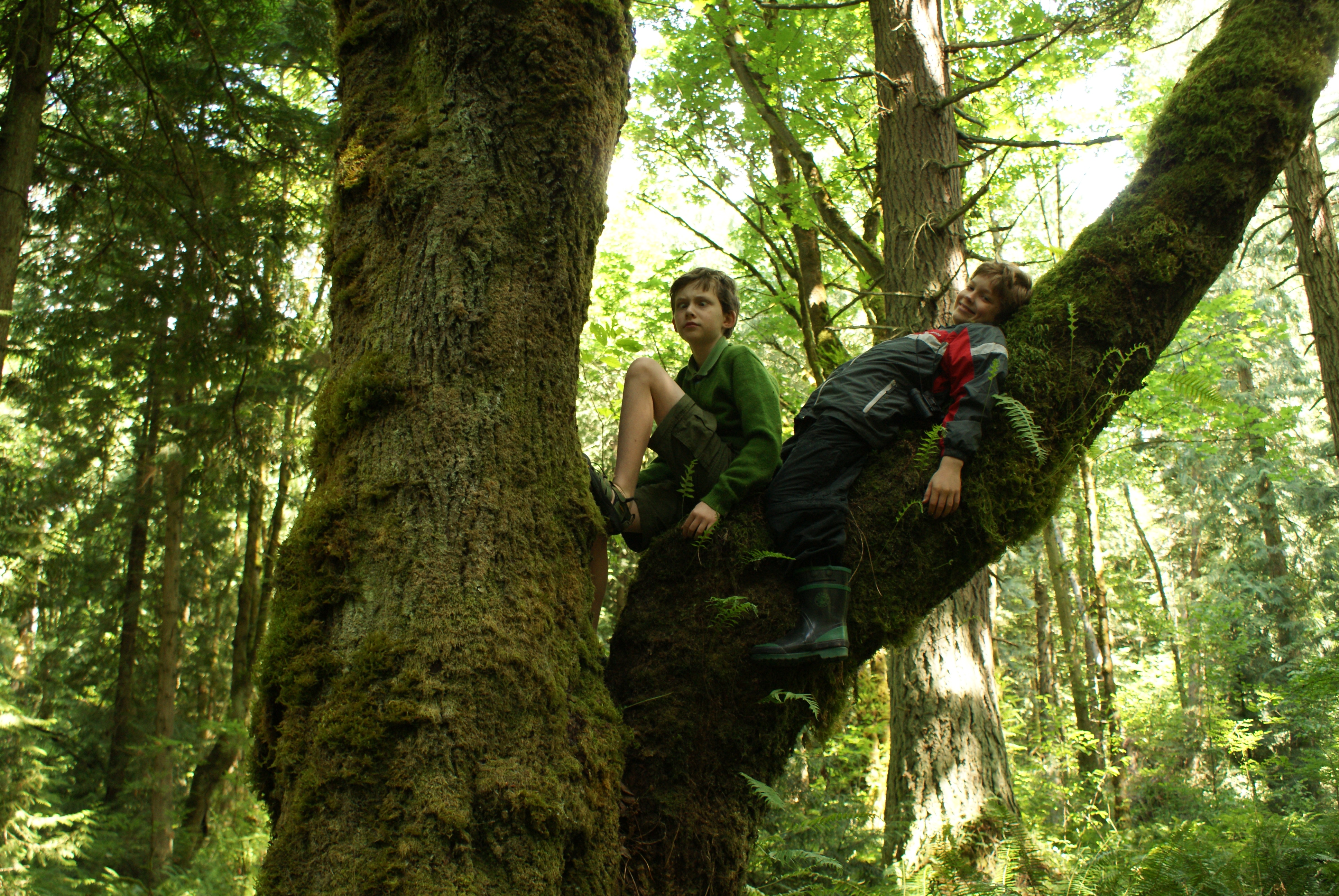 boys climbing trees, kids in nature, bridle trails state park