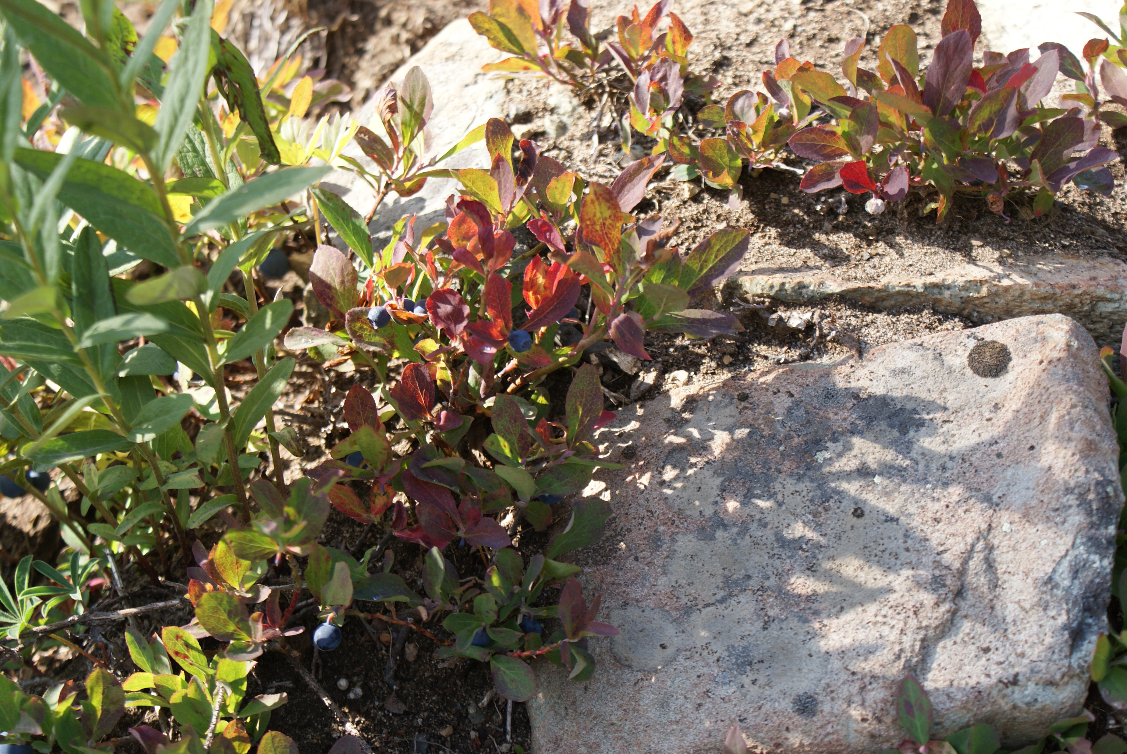 Chinook Pass, hiking with children, wild huckleberries, fall color, autumn leaves