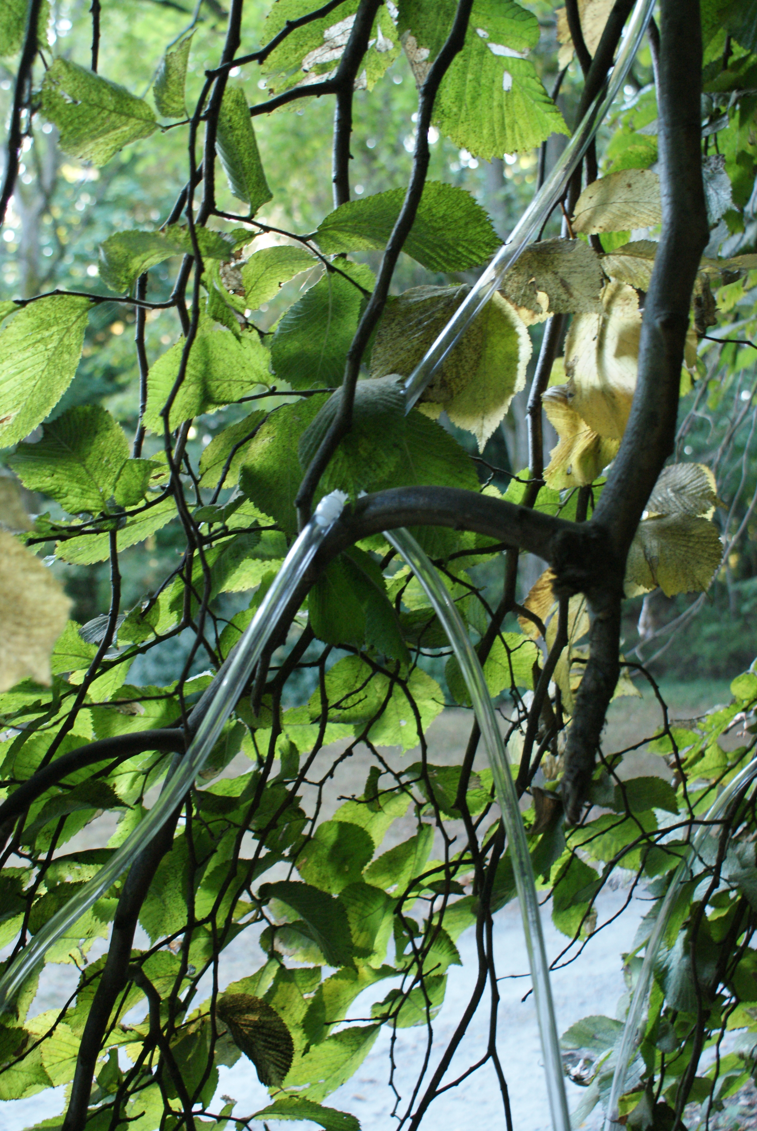 arboretum music, abby aresty, kids in nature