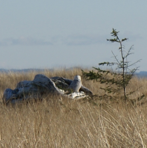 Stalking Snowy Owls