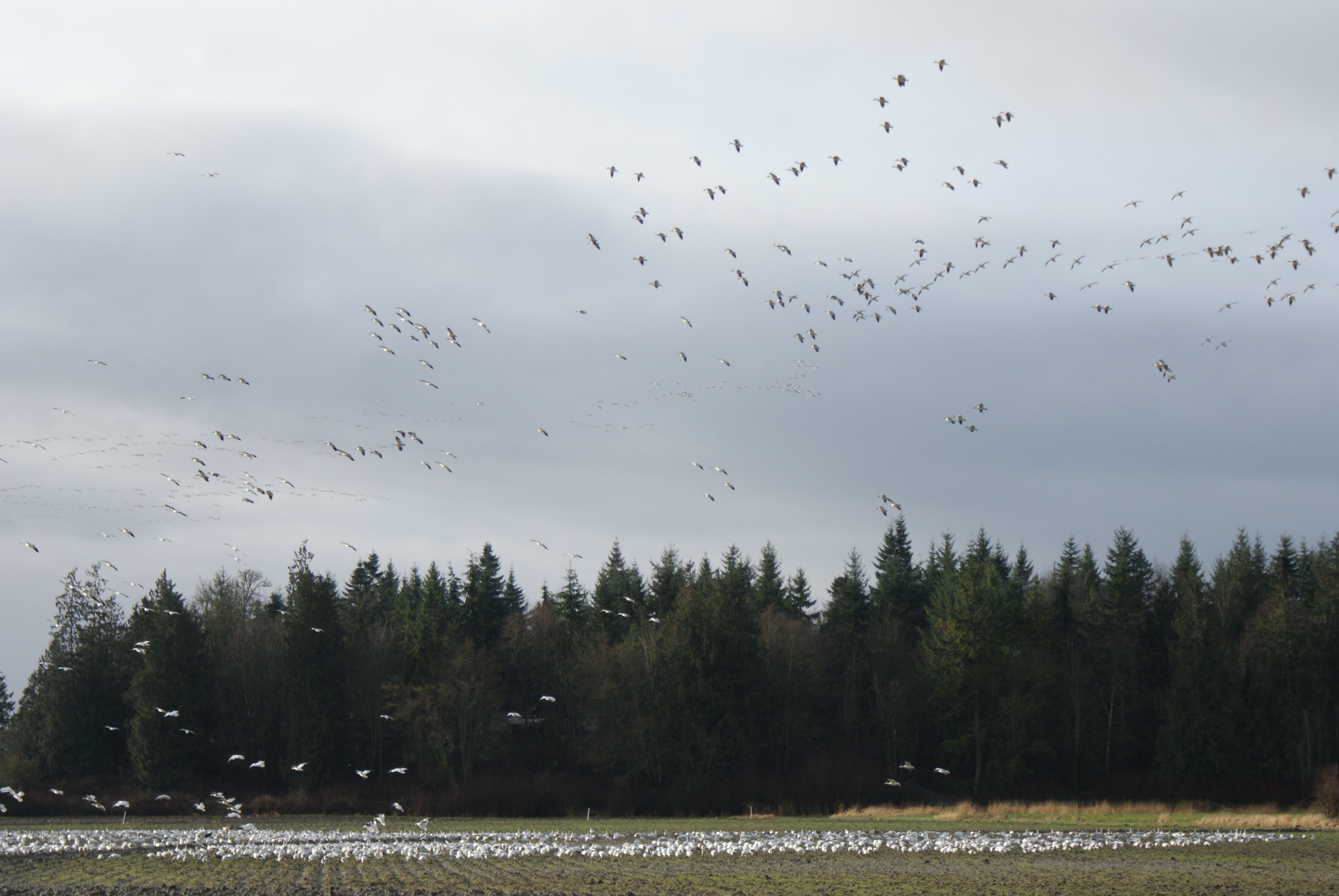 skagit flats, birding with children, raptor studies, winter bird populations