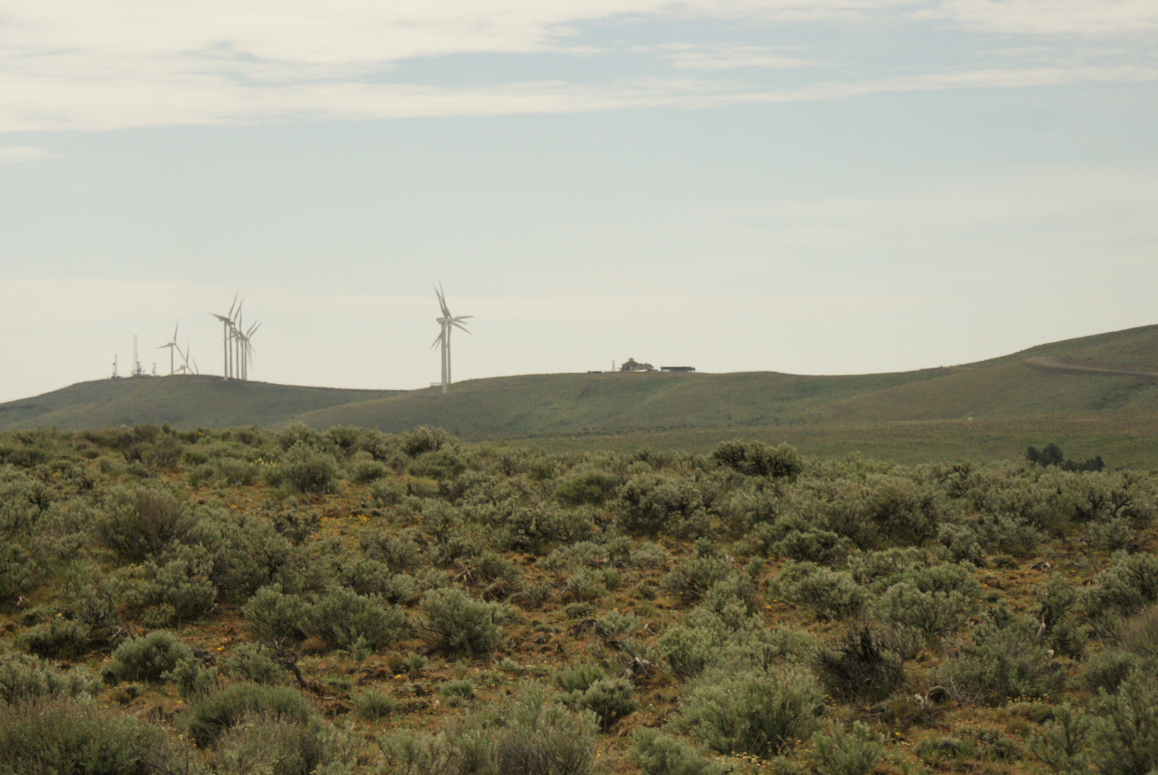 wind farm, ellensburg, desert flowers,