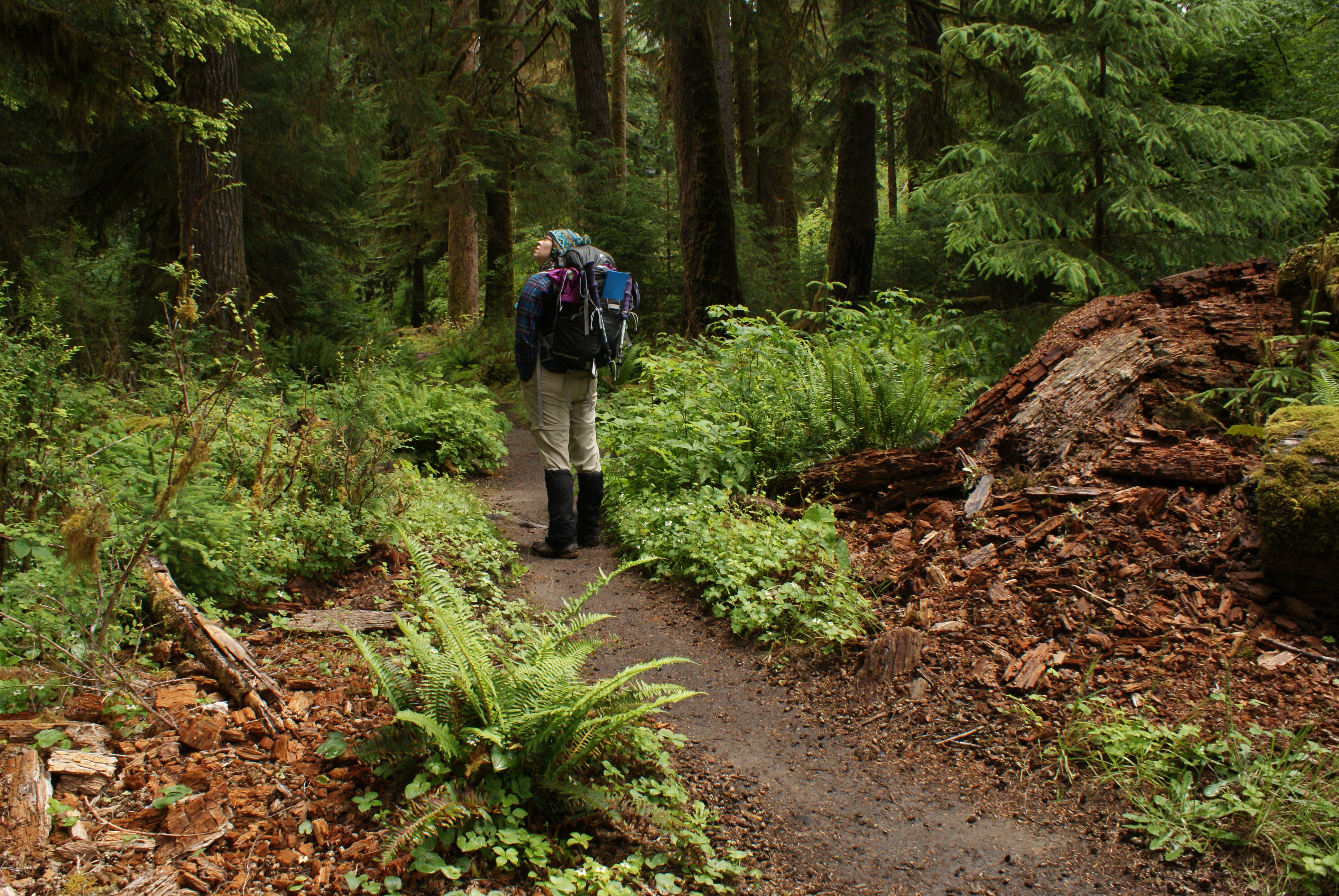 hoh valley, old growth forest, one square inch, hiker on trail