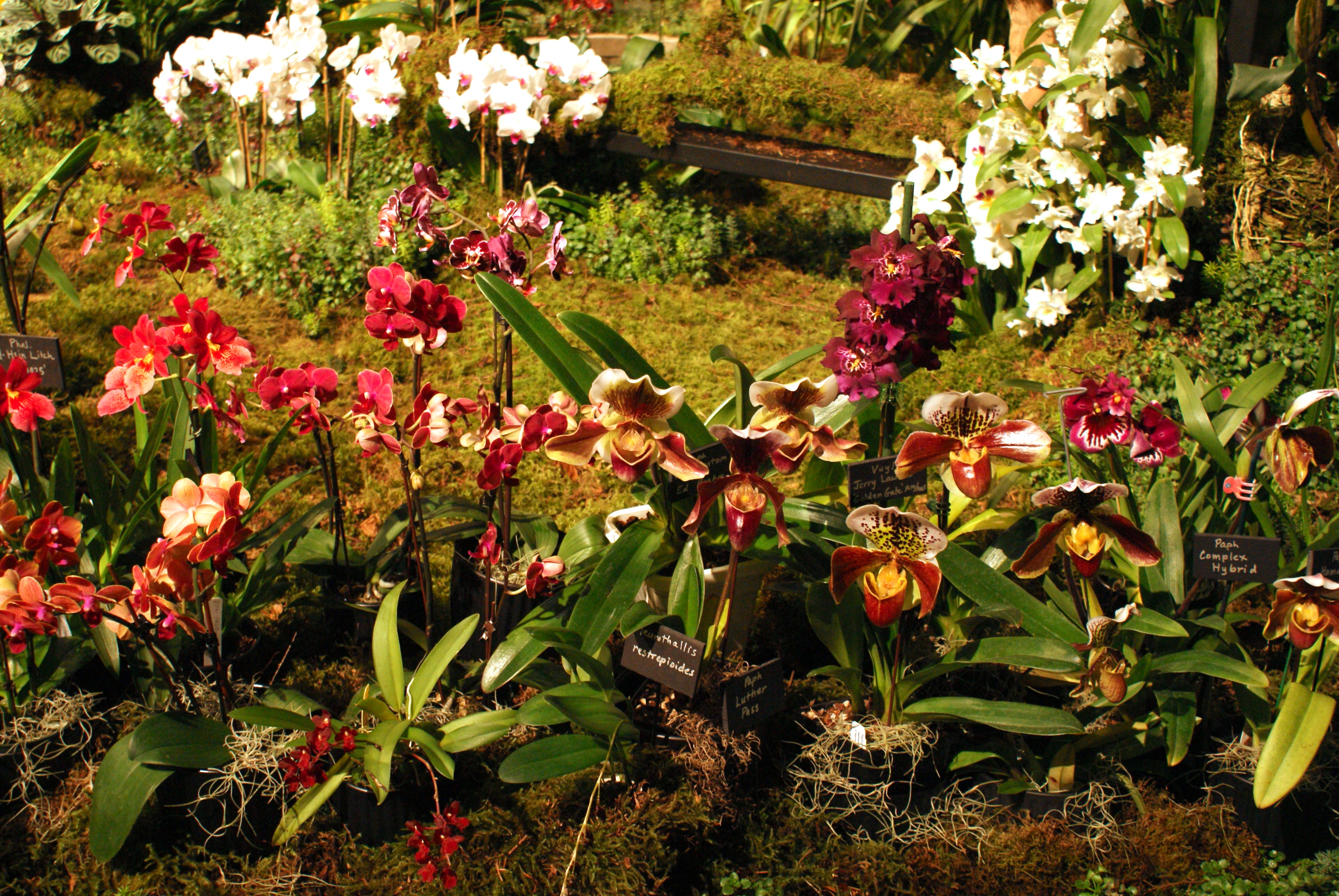 northwest flower and garden show