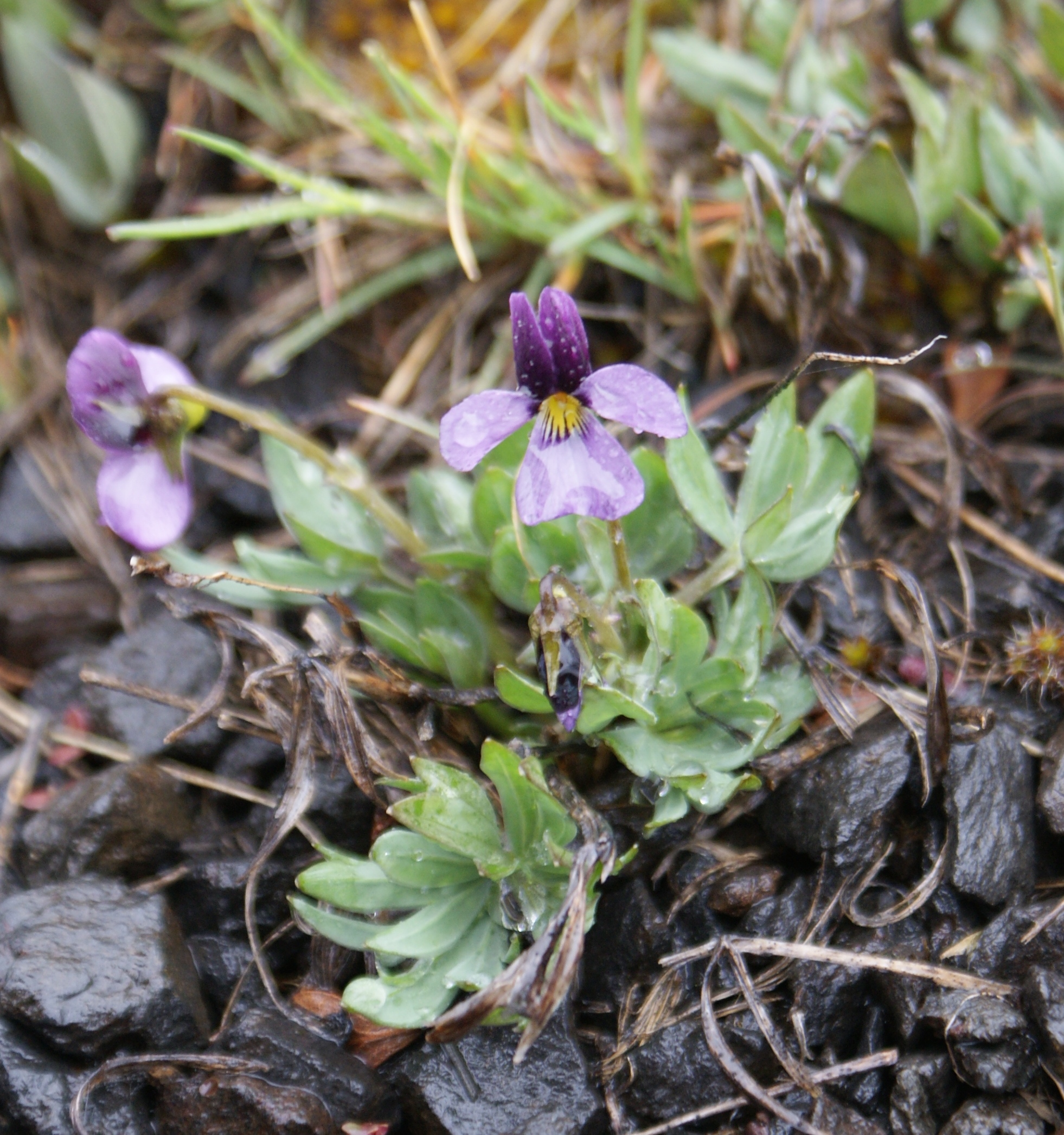 desert flowers washington, purple flowers