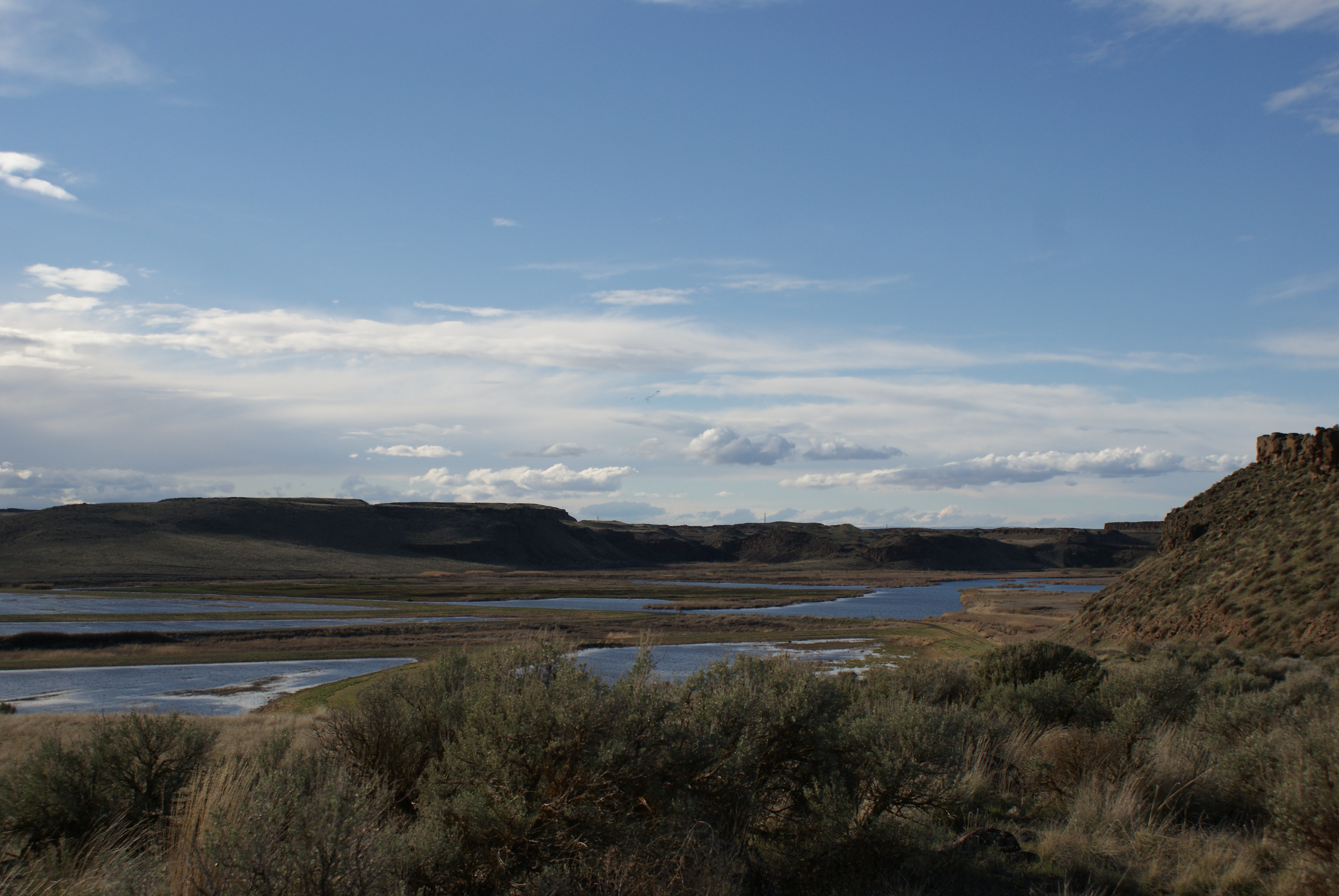 birding with children, Othello sandhill crane festival