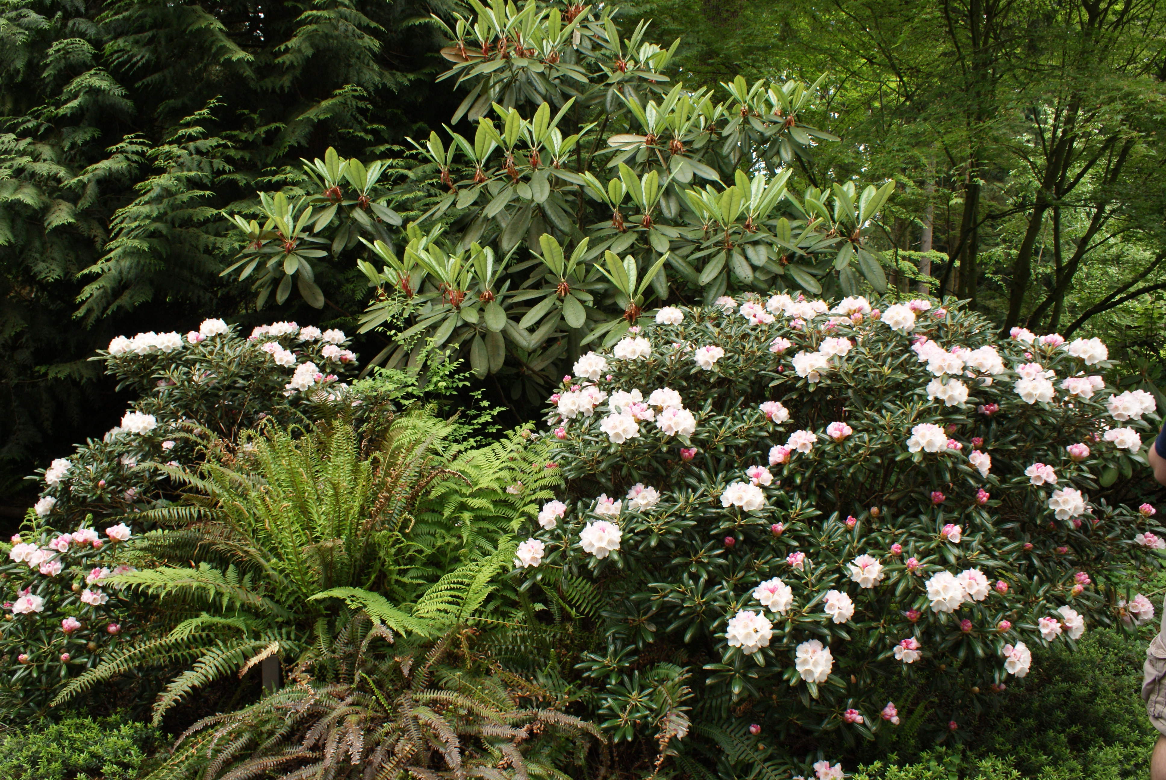 rhododendron species botanical garden, nature walks with kids, puget sound gardens