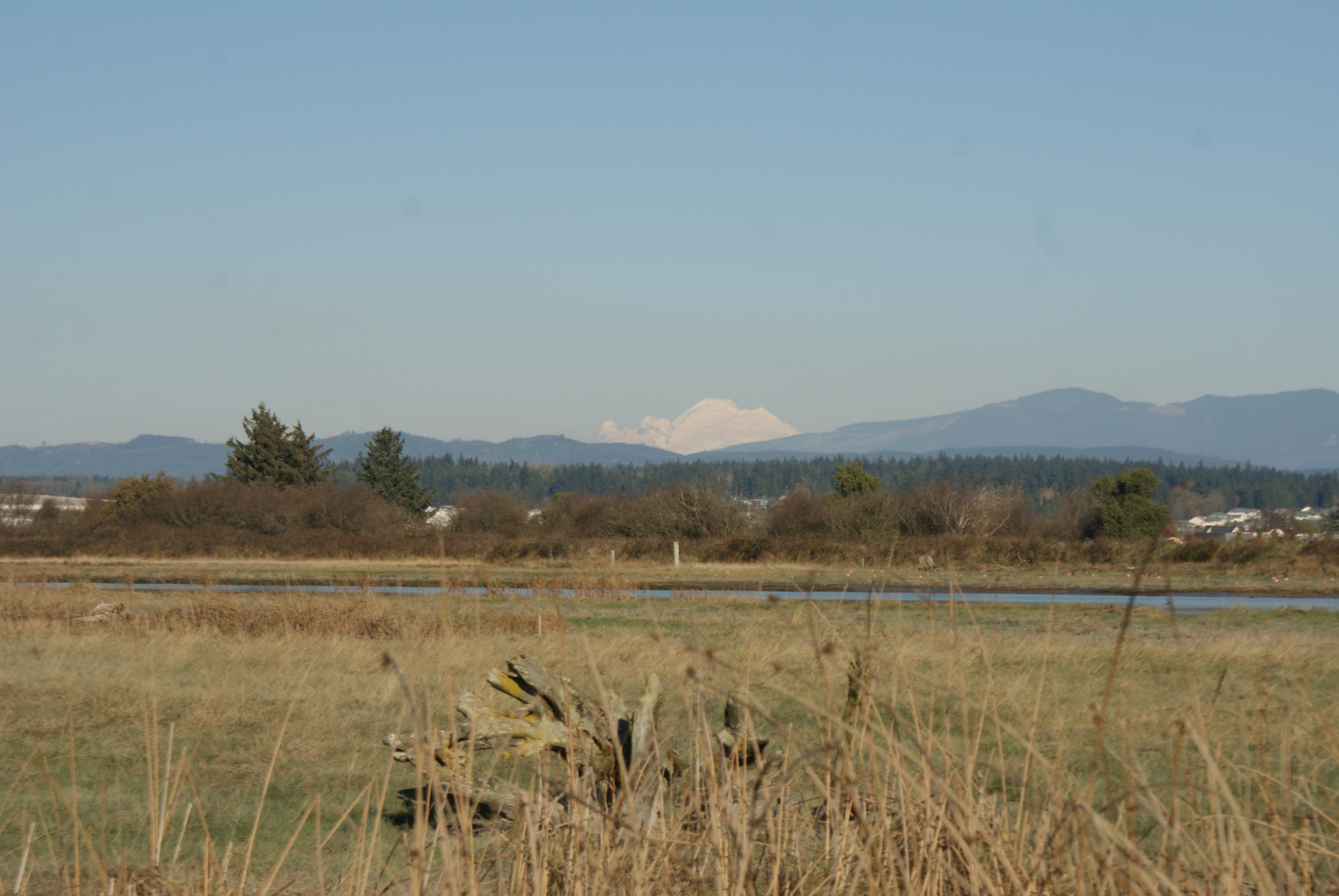 Birding Camano Island – Port Susan Bay and Iverson Spit