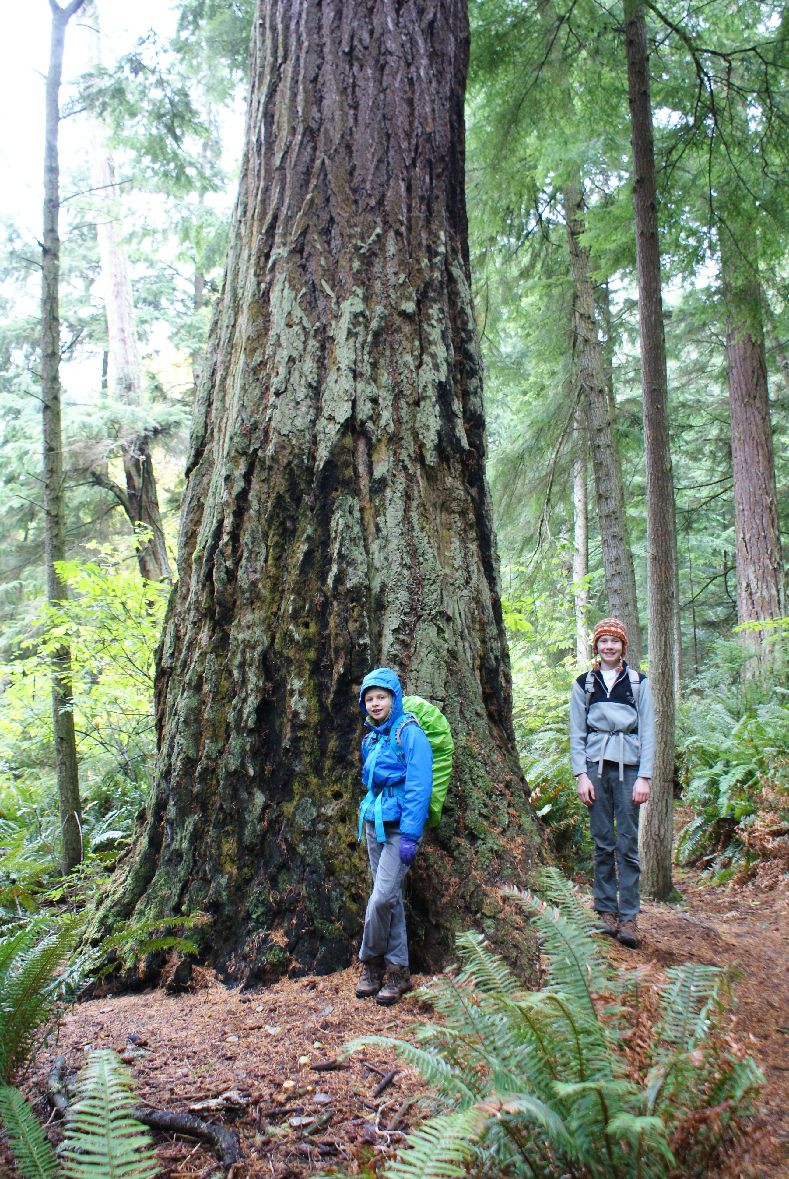 Wilbert trail, south whidbey state park, hiking with kids, fall hikes