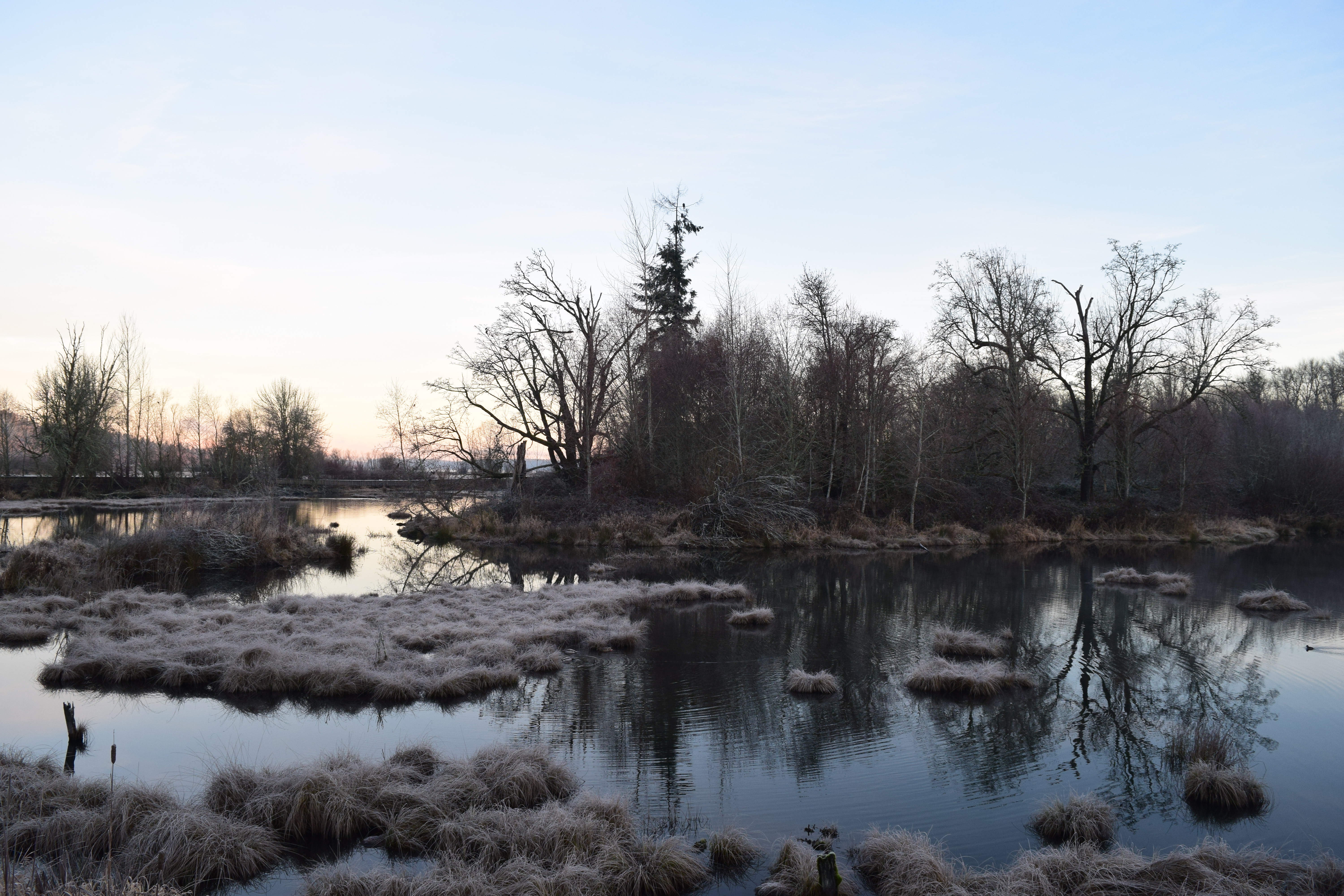 Nisqually Winter Birding