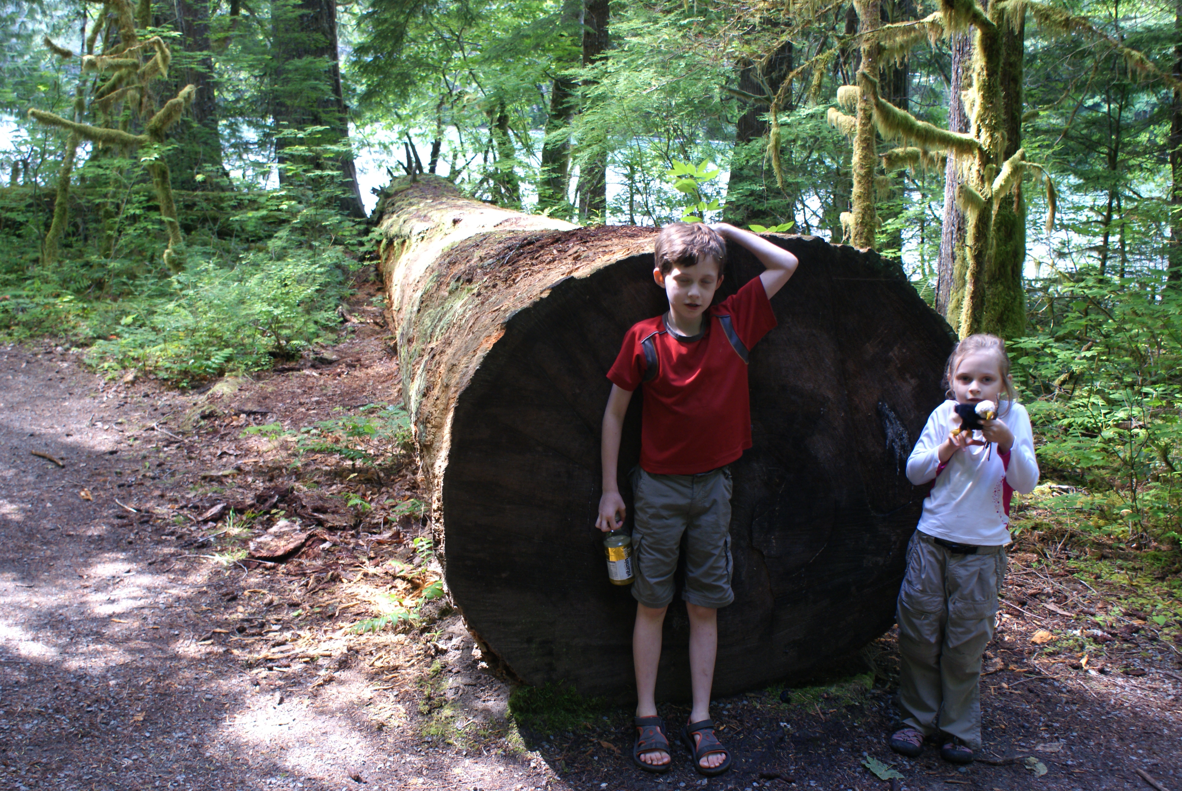 trail of the cedars, north cascades national park, old growth, hikes for kids, newhalem