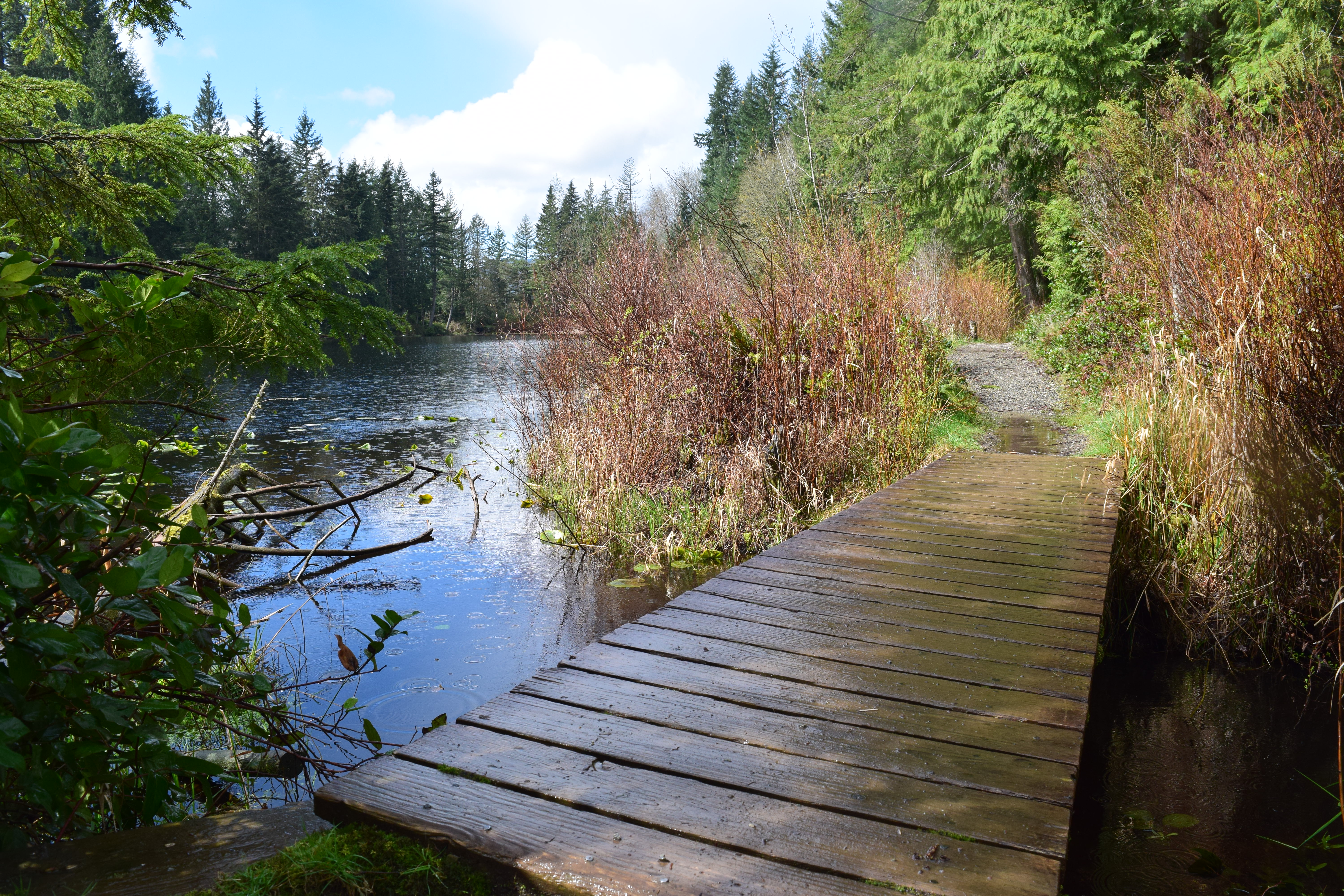 bellingham hikes, squires lake trail, easy kid hikes