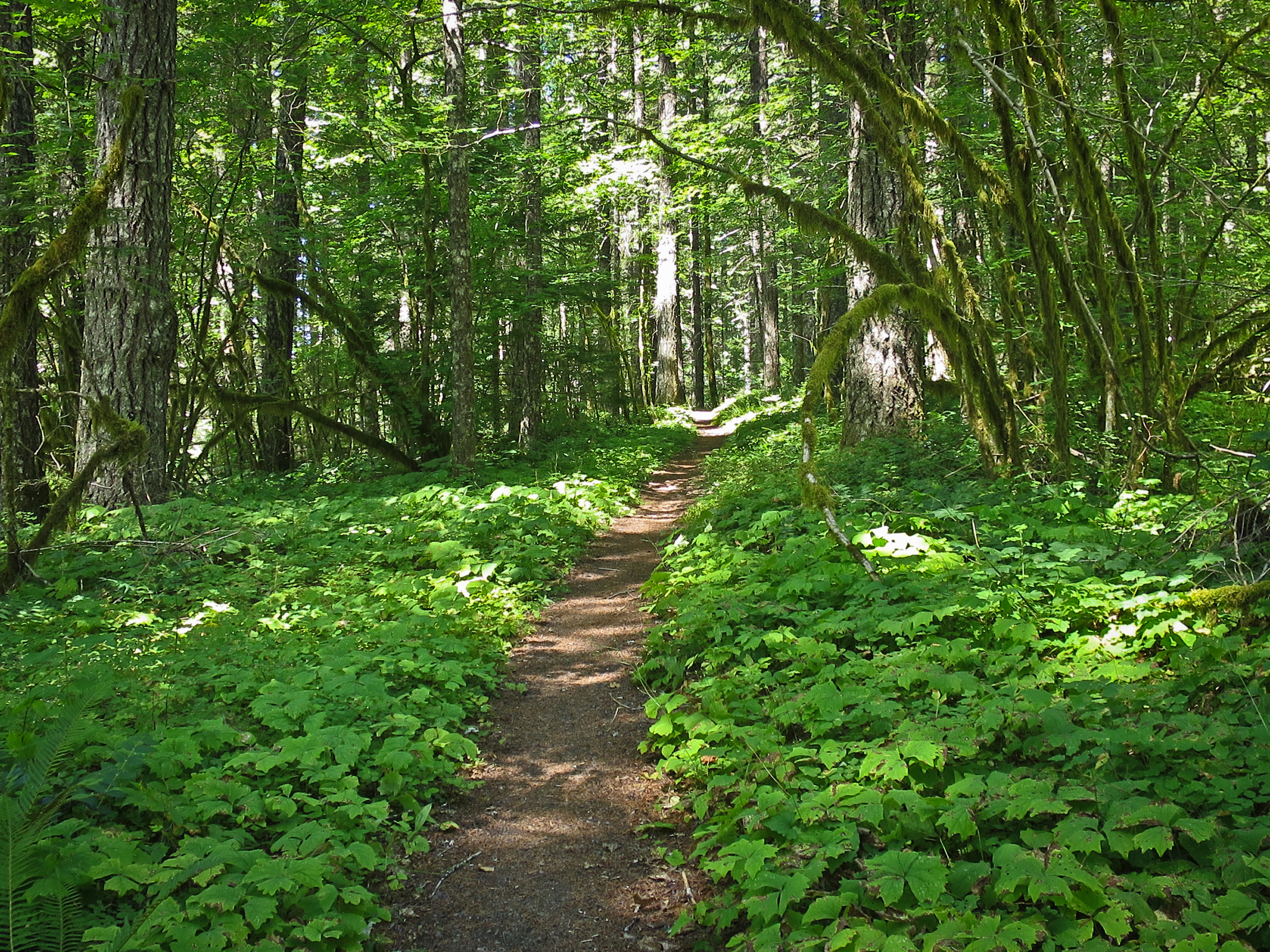 Hiking the Pacific Crest Trail : Washington, by Tami Asars, Book Review