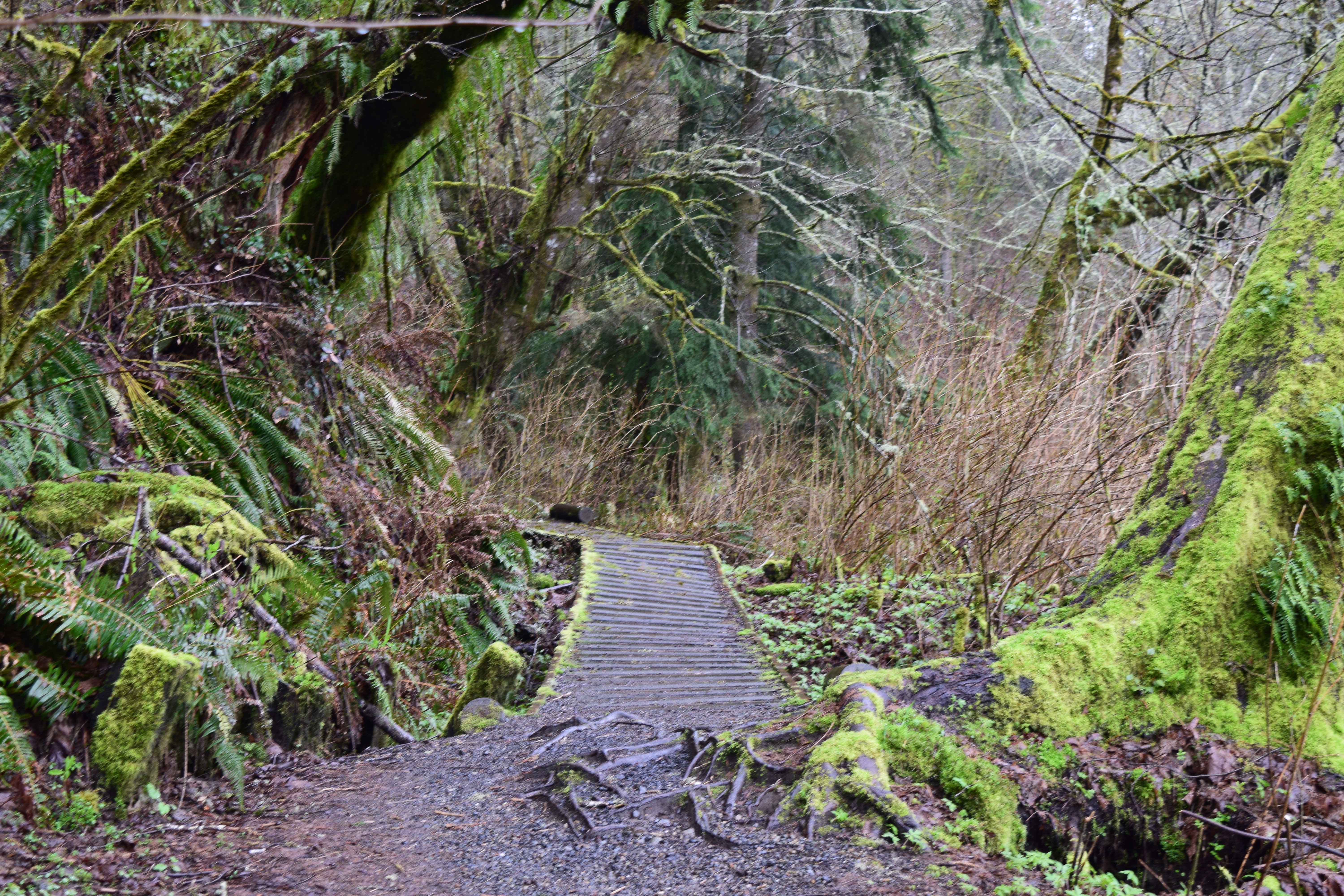 tolmie state park, spring, beach, olympia, hikes for kids