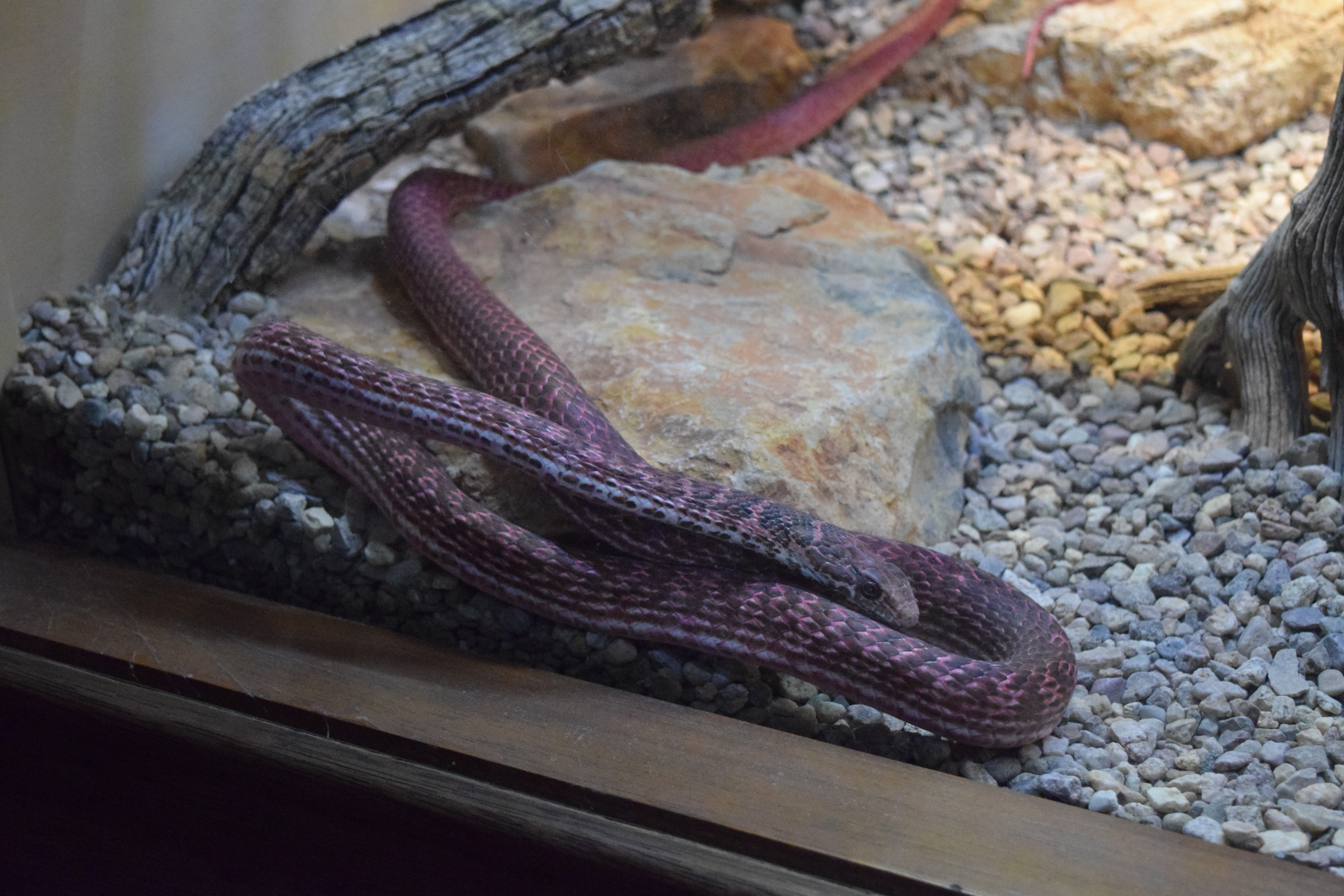arizona sonora desert museum, reptile, snake, pink
