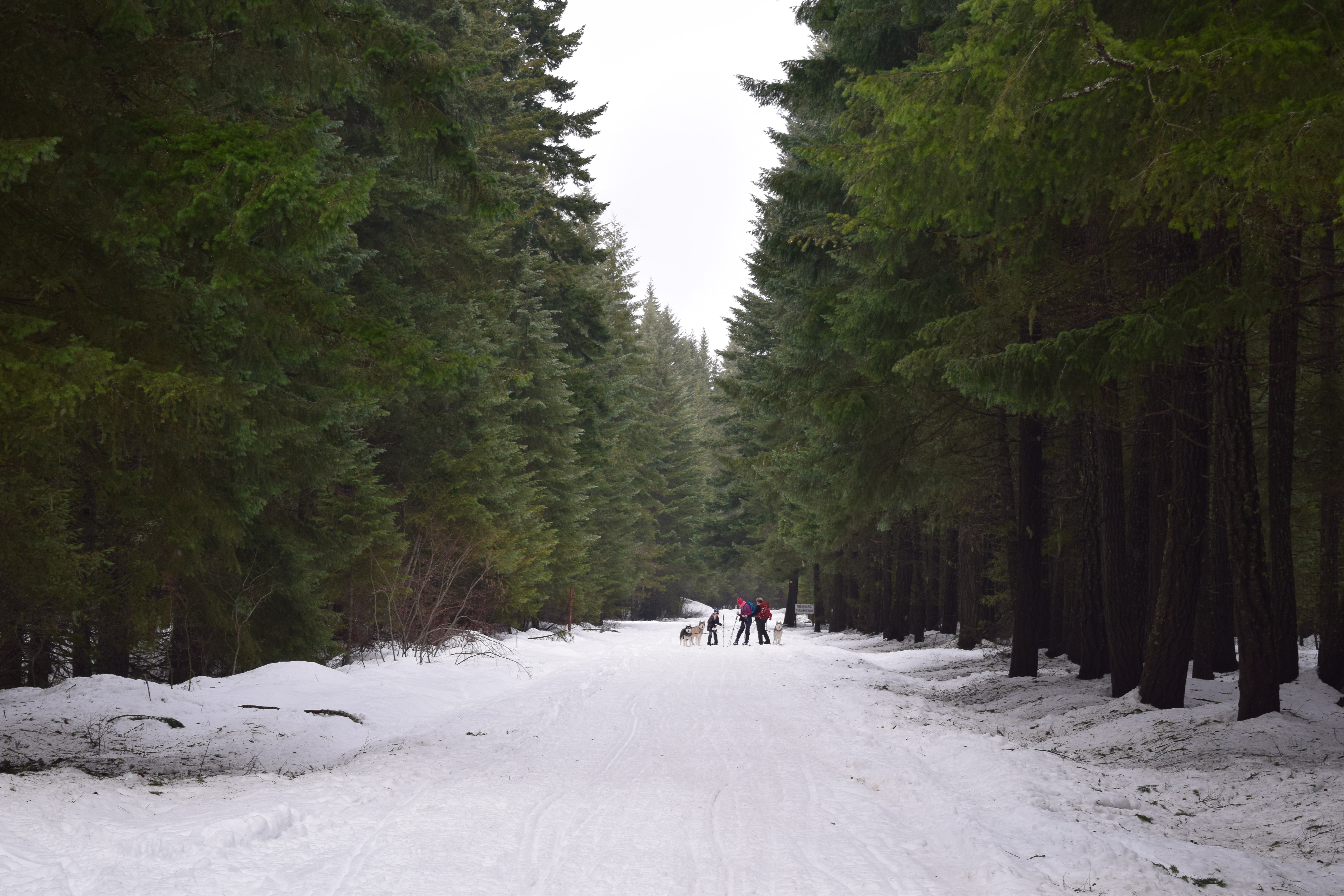 snowshoeing, winter hikes for kids, snowshoeing with dogs, winter, snoqualmie pass, washington hiking