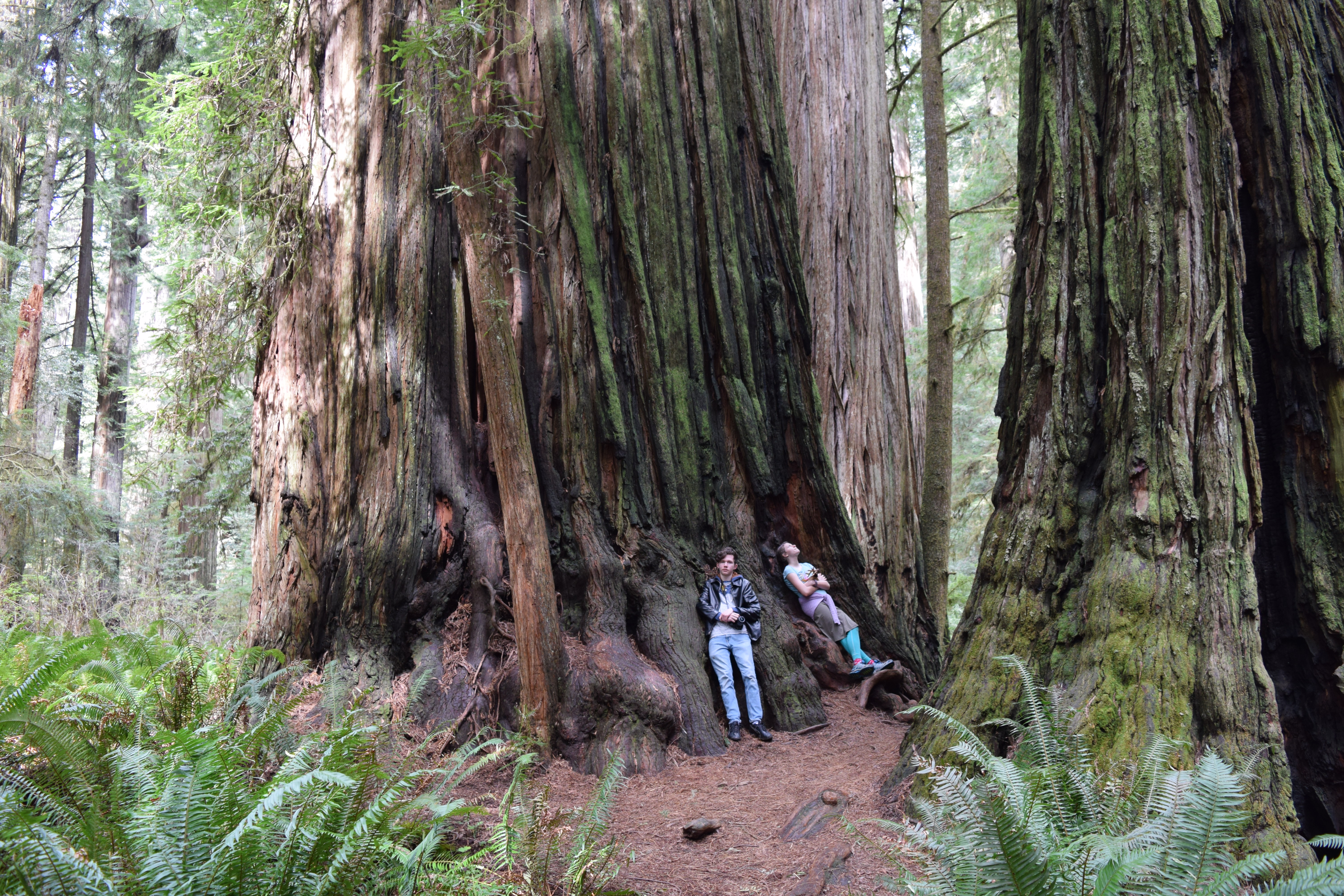 redwoods state park, giant sequioa